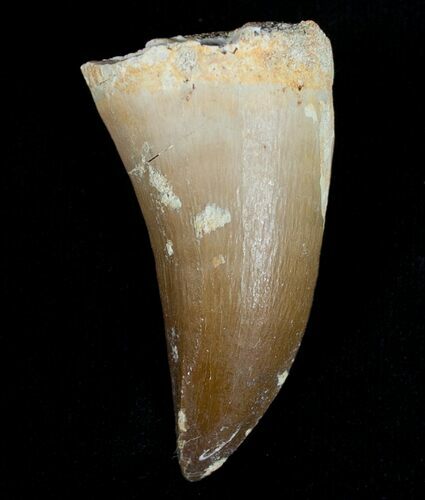 Mosasaur Tooth - Cretaceous Reptile #6518